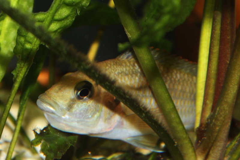 Astatotilapia calliptera 'Thumbi East Island'